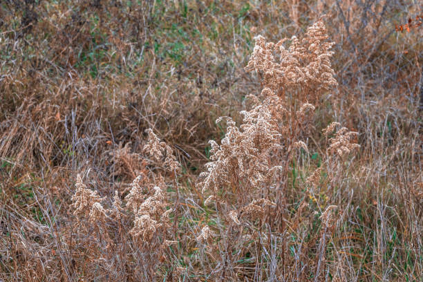 istock Dried grass in warm colors on a blurry background. 1450902008
