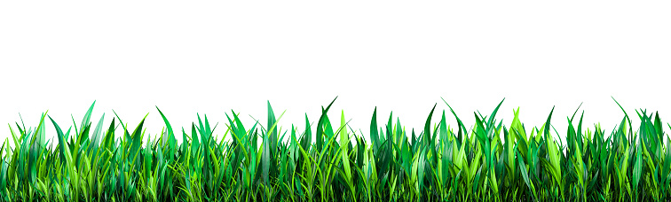 Green grass banner. Green grass isolated on white. fresh green grass large panorama banner as frame border. Perfect juicy grass wide long banner