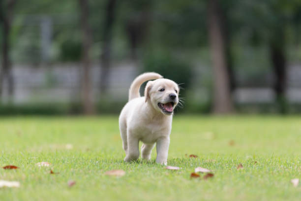 istock Puppy dog walking on playground green yard 1450906824