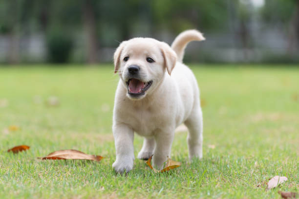 istock Puppy dog walking on playground green yard 1450906829