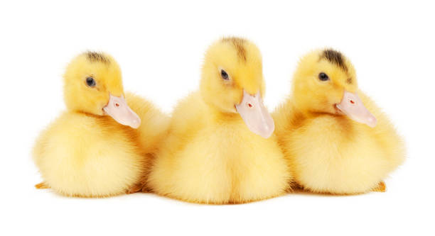 istock Three young mulard hybrids on a white background in a row, buying and selling ducklings. 1450907000