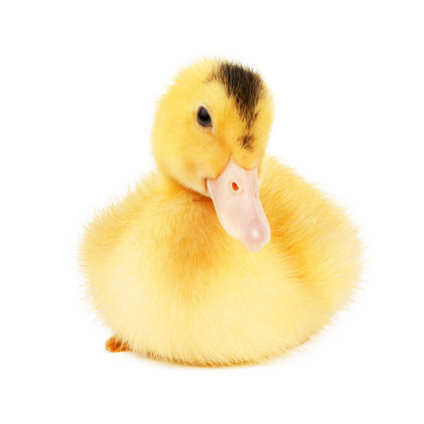 istock Close-up, a small yellow duckling hybrid mulard sits on a white background. 1450907013