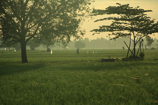 The view of the sunrise over the rice fields is so beautiful in aceh