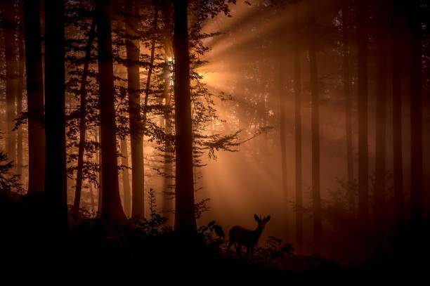 istock Silhouette shot of a deer in a misty forest with sunrays creates a heavenly effect 1450909064