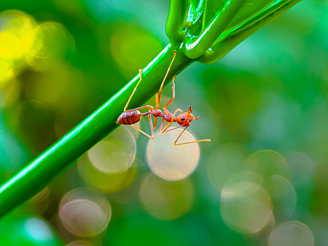Claose up red ant activity on the leaves