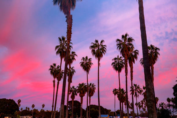 istock Palm Trees and Purple Haze 1450910258
