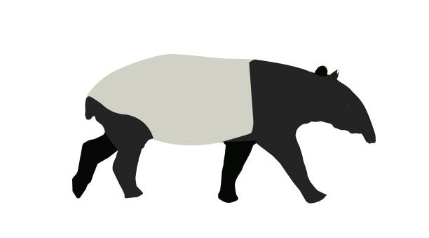 illustrazioni stock, clip art, cartoni animati e icone di tendenza di tapiro della malesia - tapiro