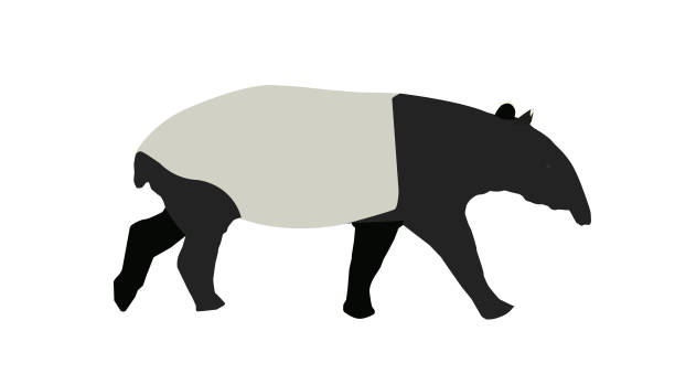 Malayan Tapir A vector of Malayan Tapir on isolation white background. Tapir is near to extinction due to heavy deforestation. tapir stock illustrations