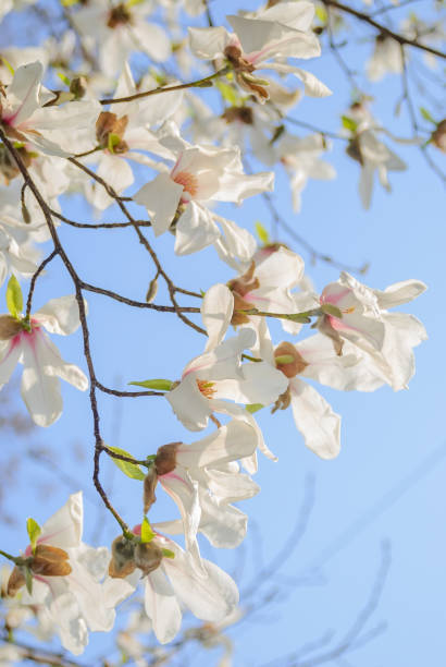 istock White beautiful large flowers on the branches of a bare tree against the blue sky. White magnolia blossoms close-up. Spring flower background. Blooming magnolia tree with white flowers in spring day 1450916510