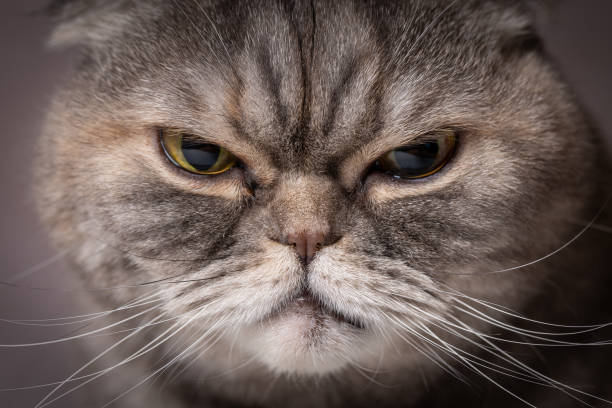 Scottish fold cat.