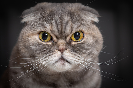 The black and orange Scottish fold cat looks straight with green eyes. International Cat Day