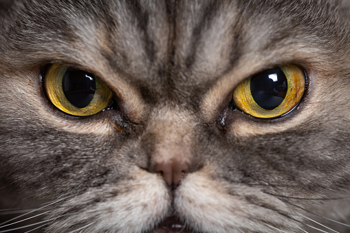 Eyes, nose and whiskers of a Scottish fold cat.