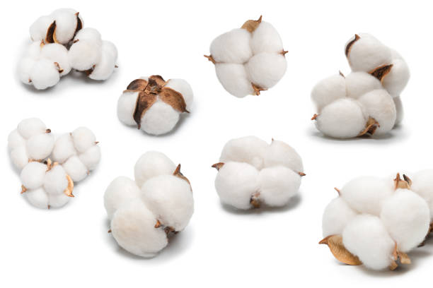 istock Cotton flower branch isolated on white background. 1450922609