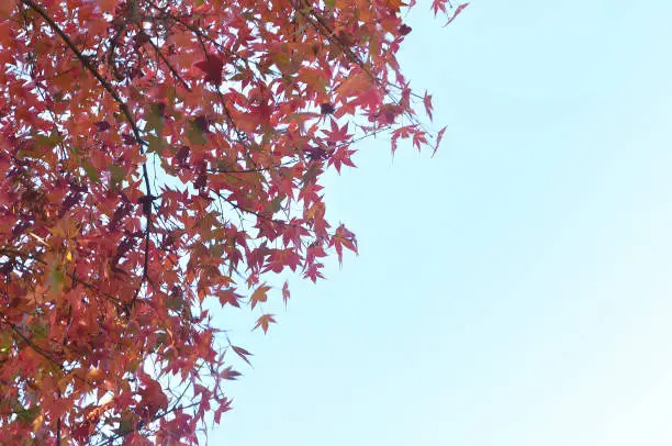 Autumn Colored Tree & A Blue Sky for the Backgrounds