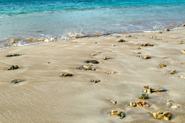 istock Dead Coral on The Beach Sand 1450930826