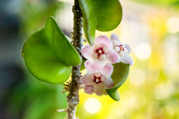 istock Hoya ovalifolia on tree green 1450931260