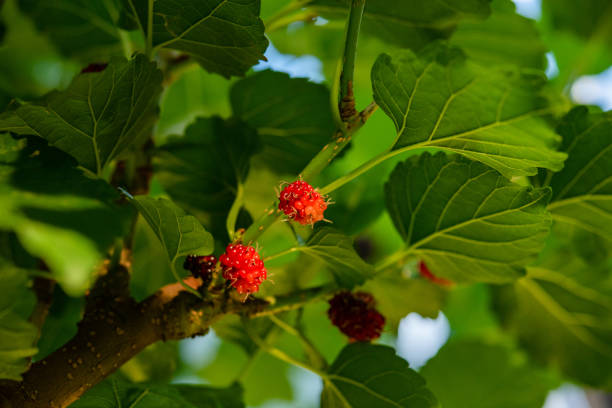 Mulberry on the green tree