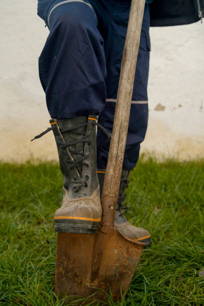 istock Mature man plants a tree in the backyard 1450931321