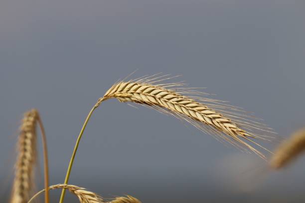 istock Selective focus shot of wheat ear 1450935133