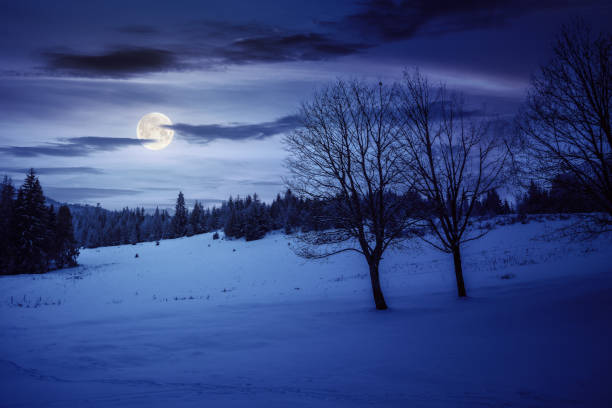 istock trees on the snow covered meadow at night 1450935331