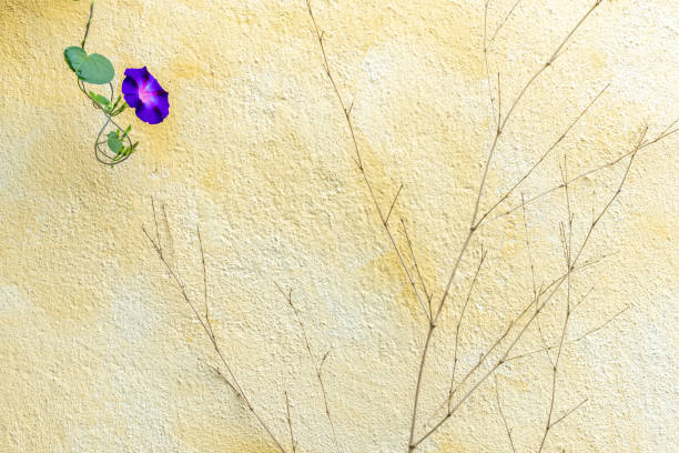 istock Violet flower in front of a yellow painted wall. 1450936230