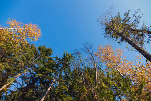 Mixed forest under clear blue sky, background photo. Tall trees on an autumn sunny day