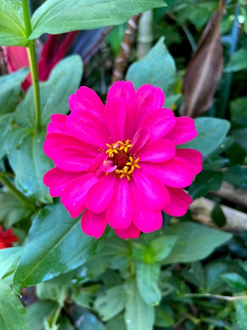 Close up view of beautiful Zinnia elegan flower suitable for garden plants