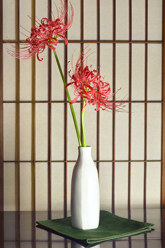 Higan-Bana in the Vase/Studio Shot