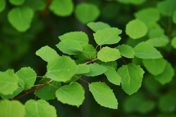 istock tender green leaves on the tree. beautiful nature background 1450952205