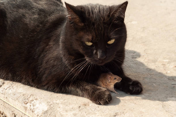 istock A black cat protects a small brown mouse. The little mouse hid under the cat. 1450956417