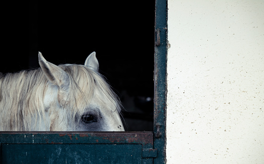 Portrait of white horse in stable