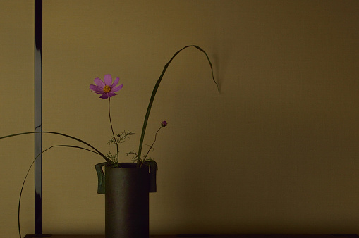 Cosmos in the Vase/Studio Shot