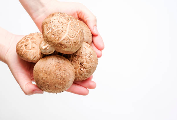 istock Female hands holding shiitake mushrooms on white background, top view. 1450959680