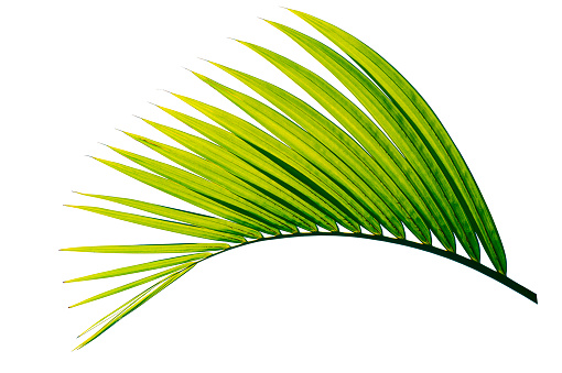 palm leaf isolated on white background with clipping path for design element