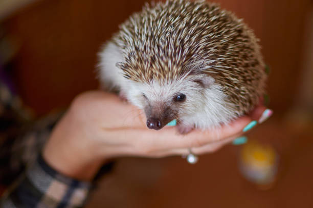 small funny hedgehog sits on a woman's palm. High quality photo