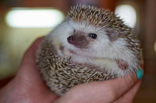 funny hedgehog in female hands, curled up, close up. High quality photo