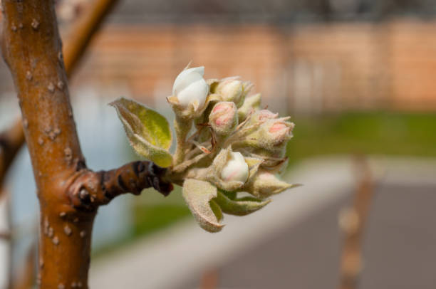 Inflorescence of a flowering pear tree with many flowers on thin branches after spring warming. Close-up, macro shot.