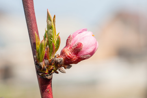Spring flowering of fruit trees after the first warming.