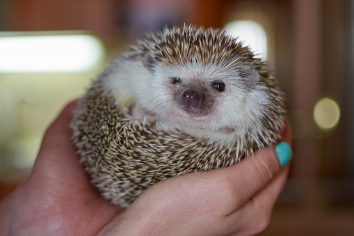 small funny hedgehog curled up in a ball in female hands. High quality photo