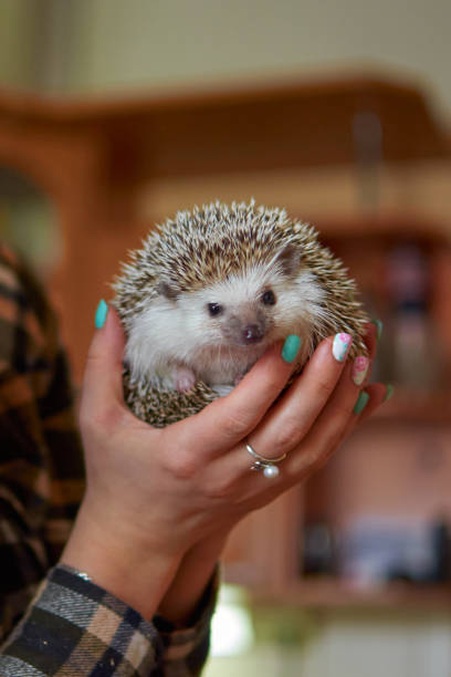 istock funny hedgehog close-up in female hands 1450961493
