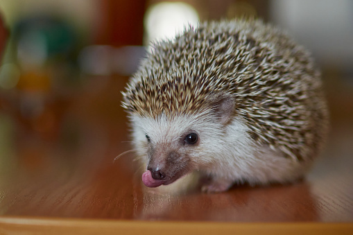funny hedgehog close-up with his tongue hanging out. High quality photo