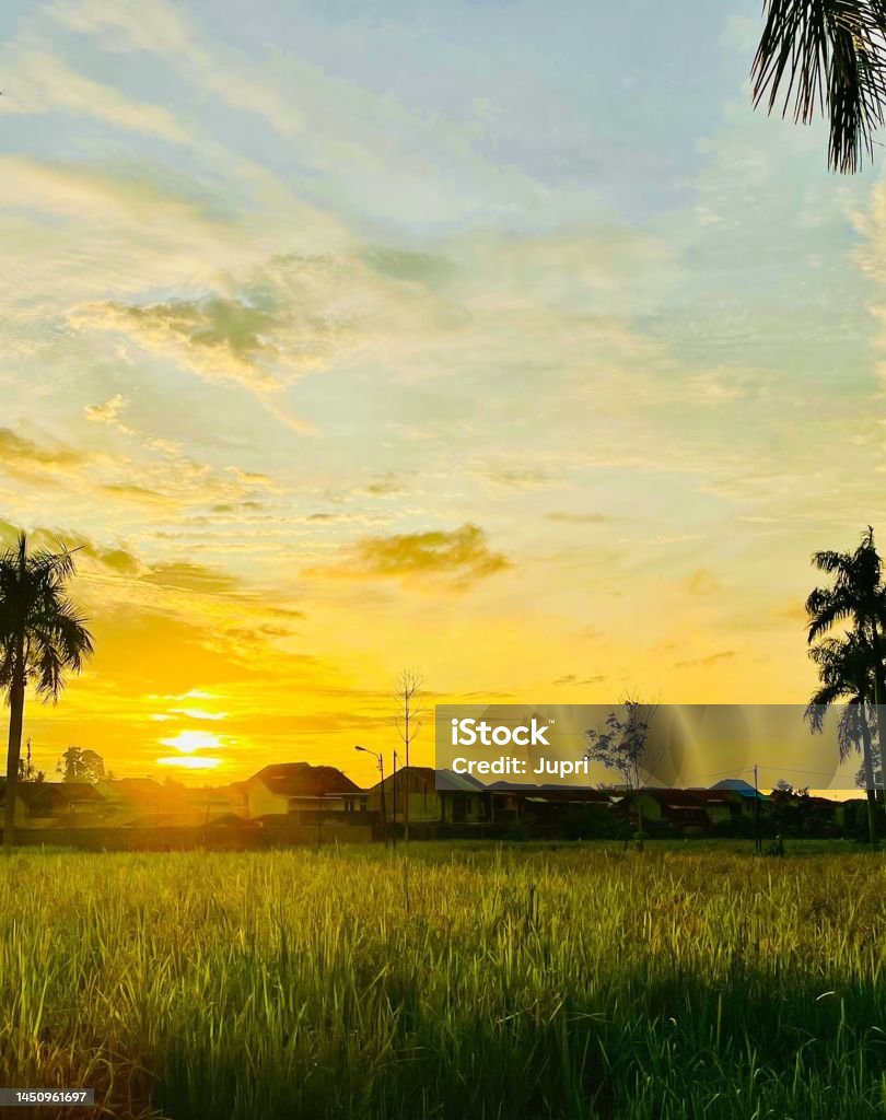 Sunset In Pontianak Rice plant before harvest Color Image Stock Photo