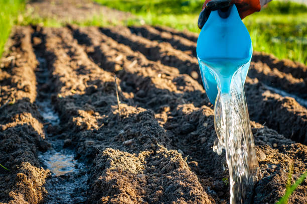 istock Watering the trenches in the garden with a special fertilizer solution before planting from a blue garden watering can. 1450963010