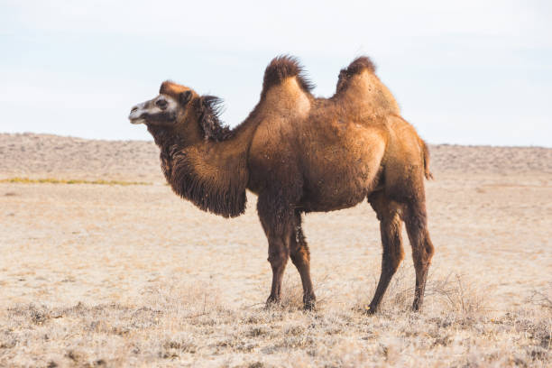 istock One Bactrian camel in Kazakhstan 1450965042