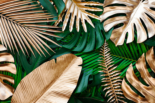 closeup nature view of gold and green tropical monstera and palm leaves. Creative nature pattern background.  Flat lay.