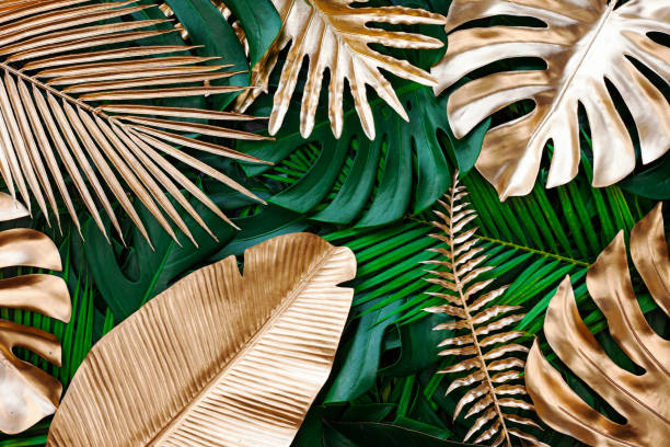closeup nature view of gold and green tropical monstera and palm leaves. stock photo