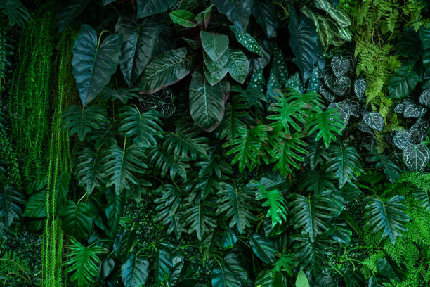 istock Group of dark green tropical leaves background. 1450966053