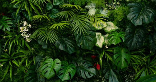 istock Group of dark green tropical leaves background. 1450967097