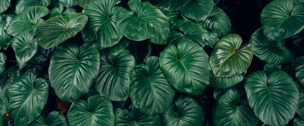 istock Full Frame of Green Leaves Pattern Background. 1450967599
