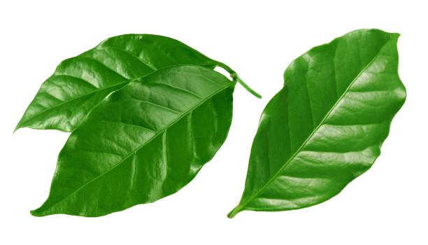 istock Coffee leaves isolated on white background 1450968180